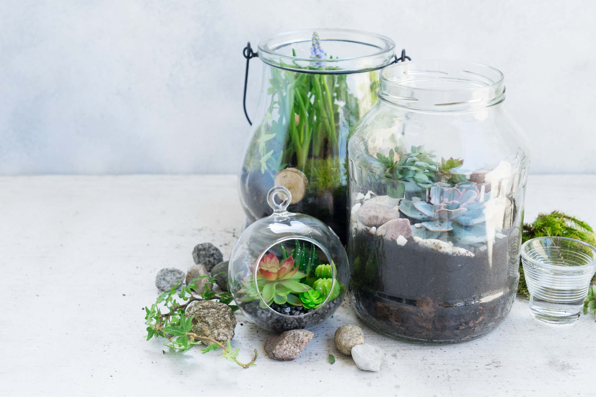 Pflanzen im Glas selber machen: DIY Flaschengarten anlegen