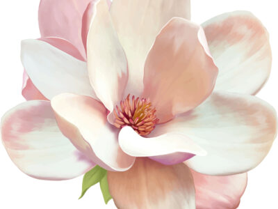 Vector Illustration of beautiful magnolia, Spring flower isolated on white background