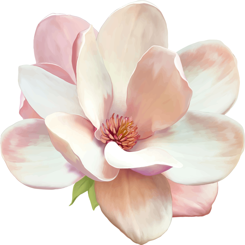 Vector Illustration of beautiful magnolia, Spring flower isolated on white background