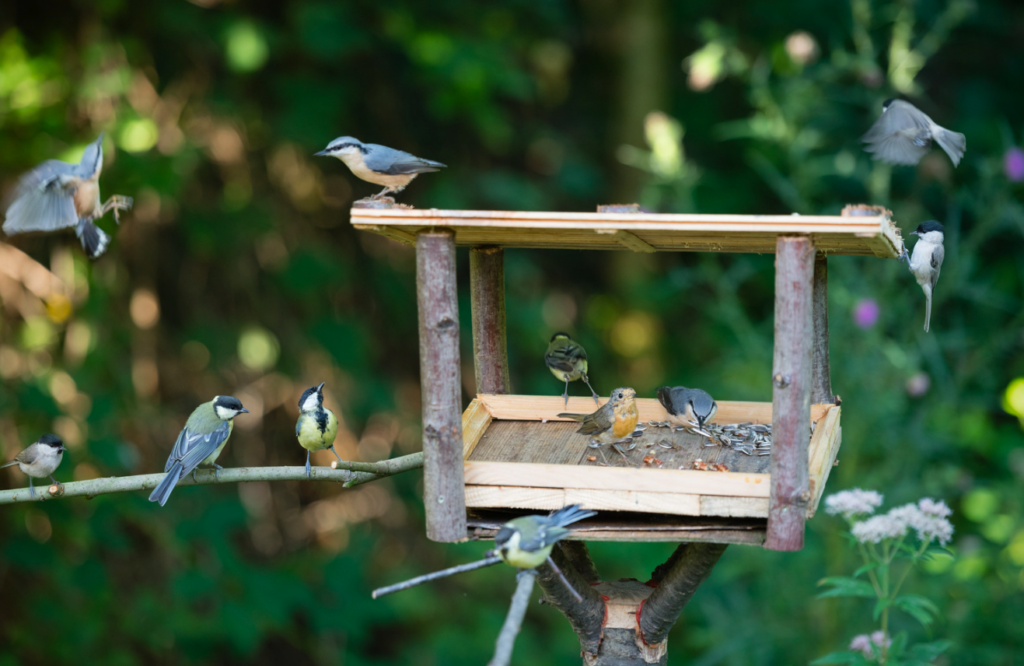 Gartenvögel: Ein Geschenk für jeden Gartenliebhaber