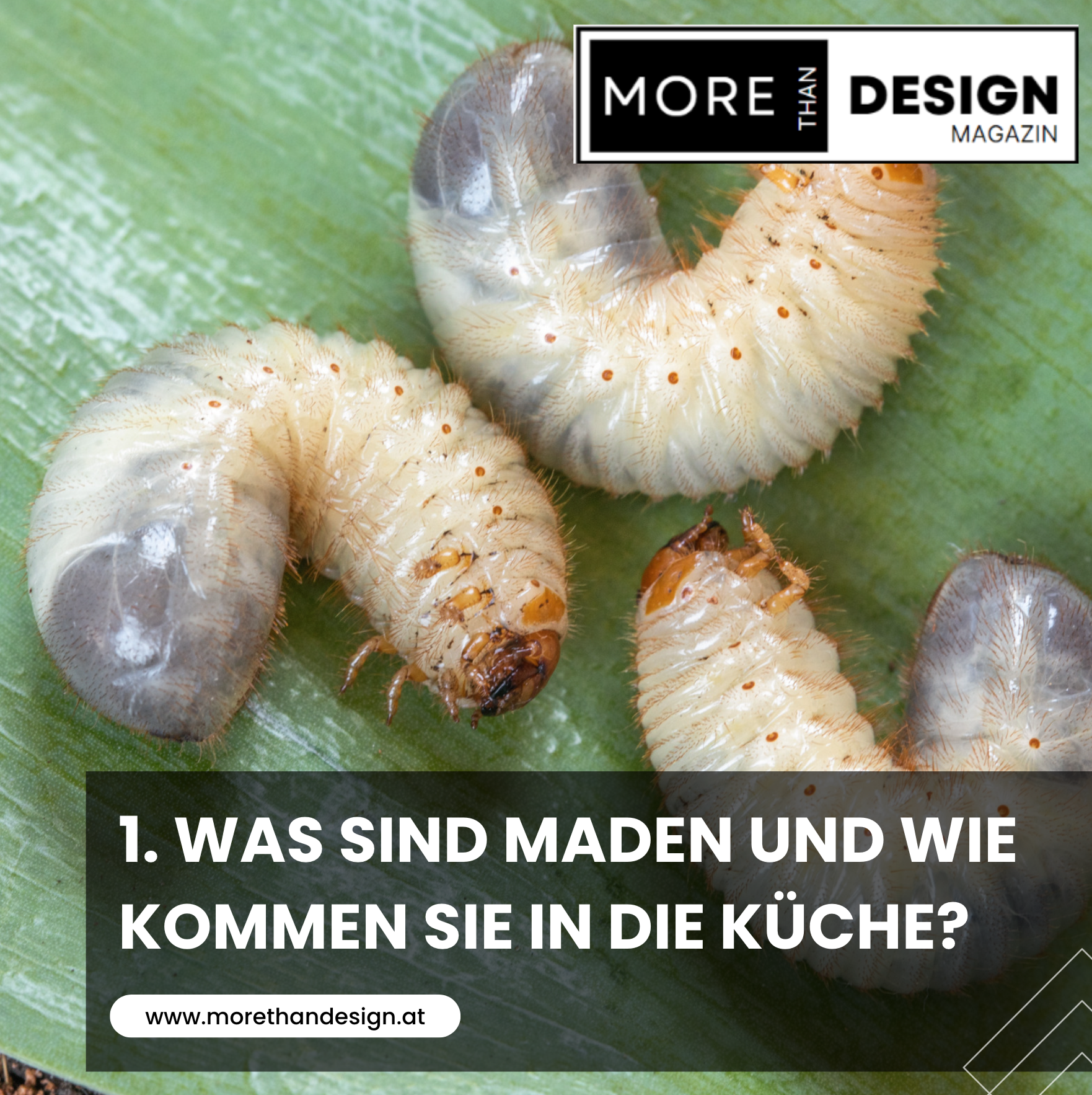 1. Was sind Maden und wie kommen sie in die Küche?