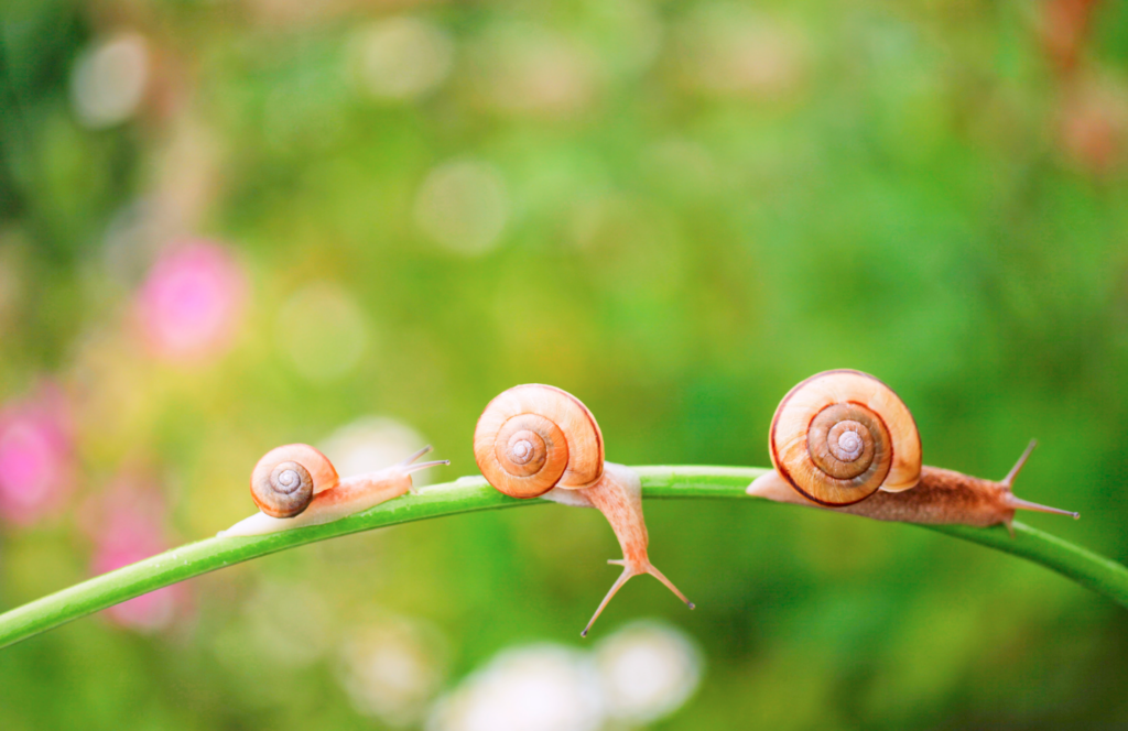 Kaffee gegen Schnecken: Ein unerforschter Naturtrick für deinen Garten
