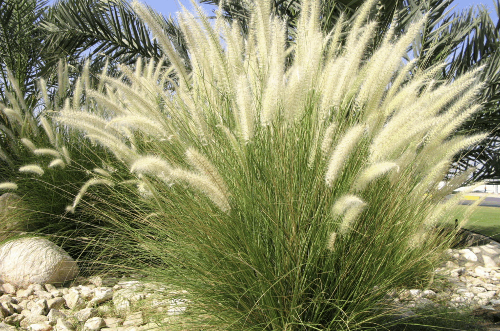 Gräser für den Garten