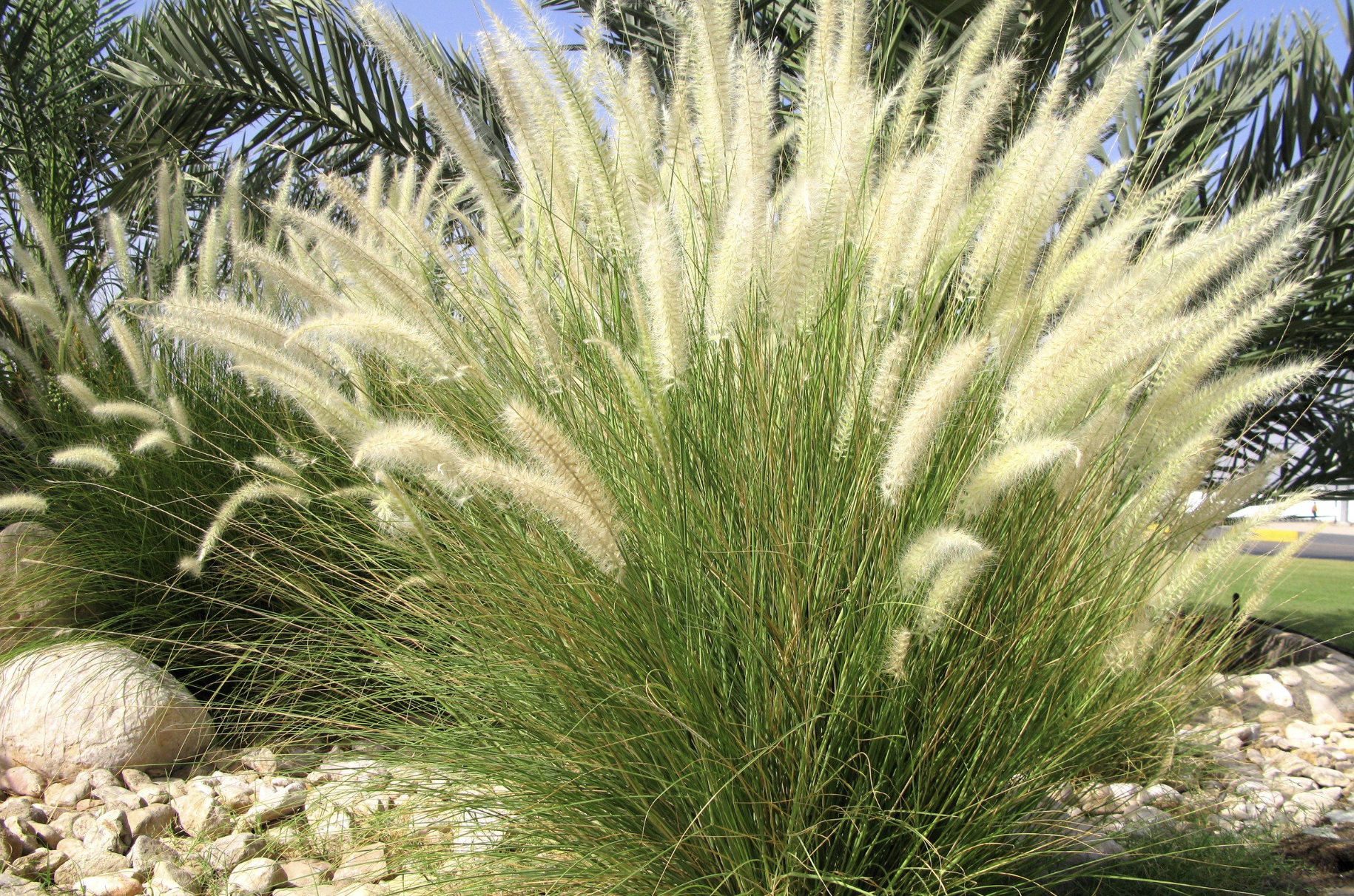 Gras Razier Gräser für den Garten – Ziergräser kaufen für Struktur