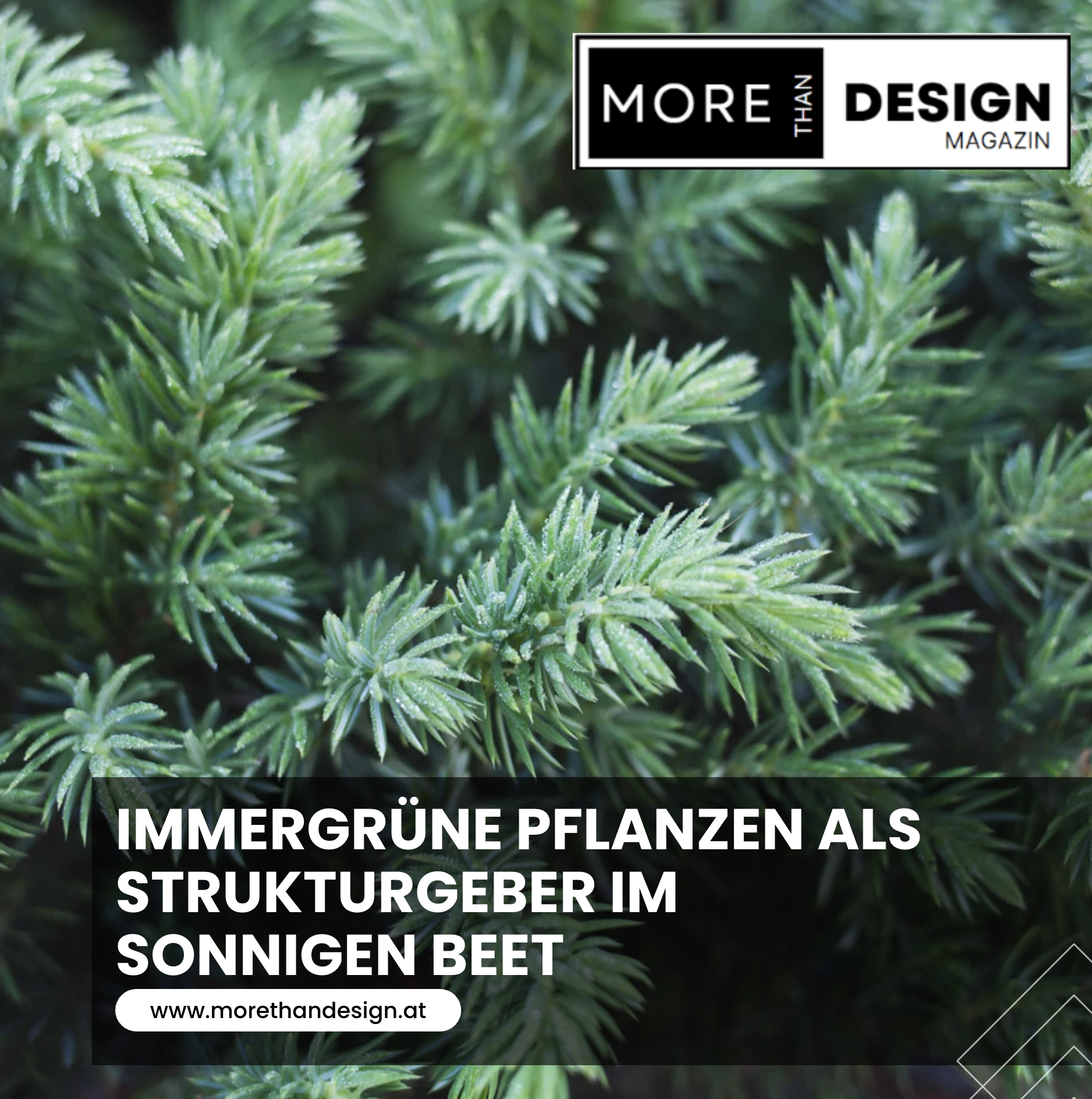 Immergrüne Pflanzen als Strukturgeber im sonnigen Beet