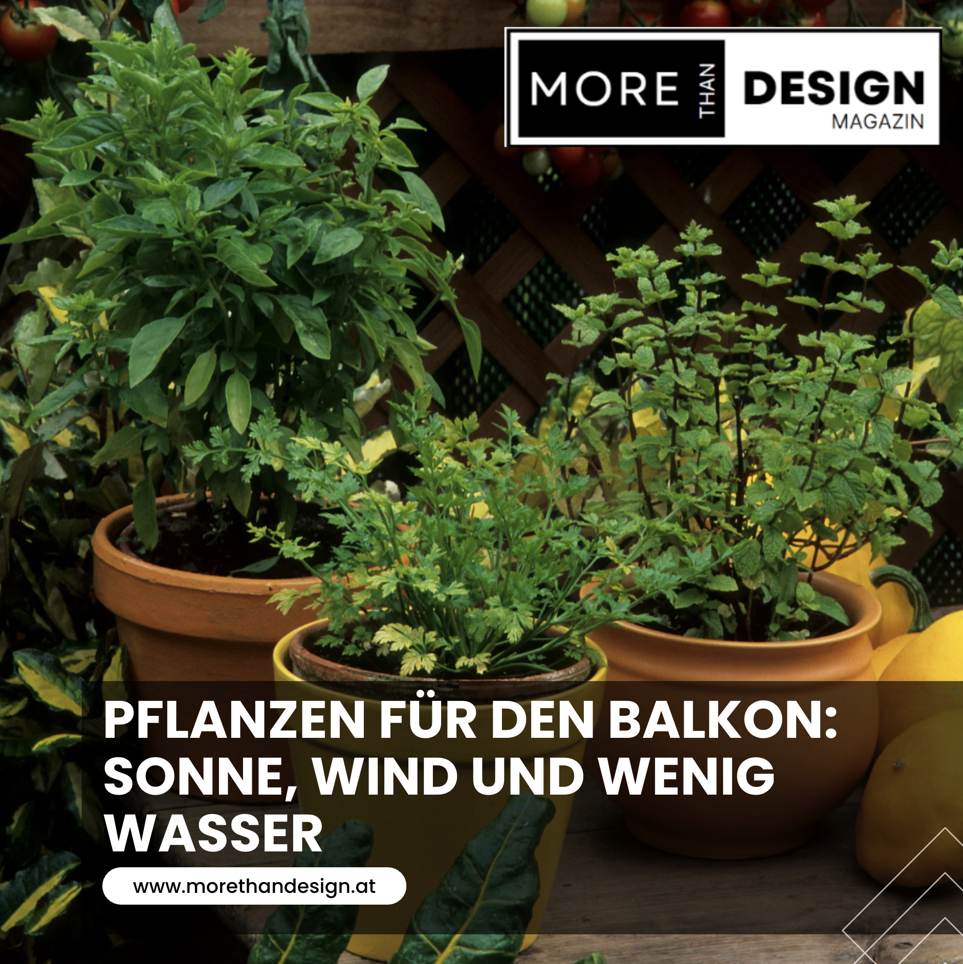 Pflanzen für den Balkon: Sonne, Wind und wenig Wasser