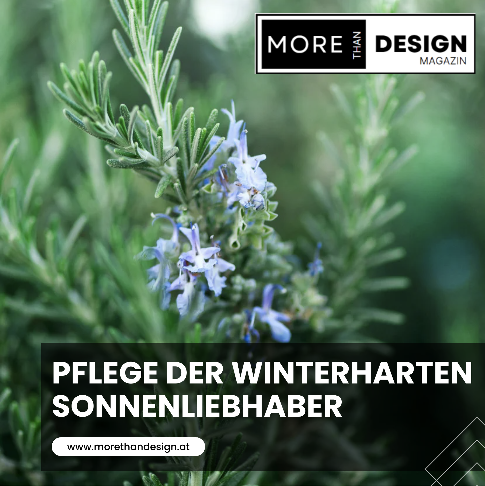 Pflege der winterharten Sonnenliebhaber