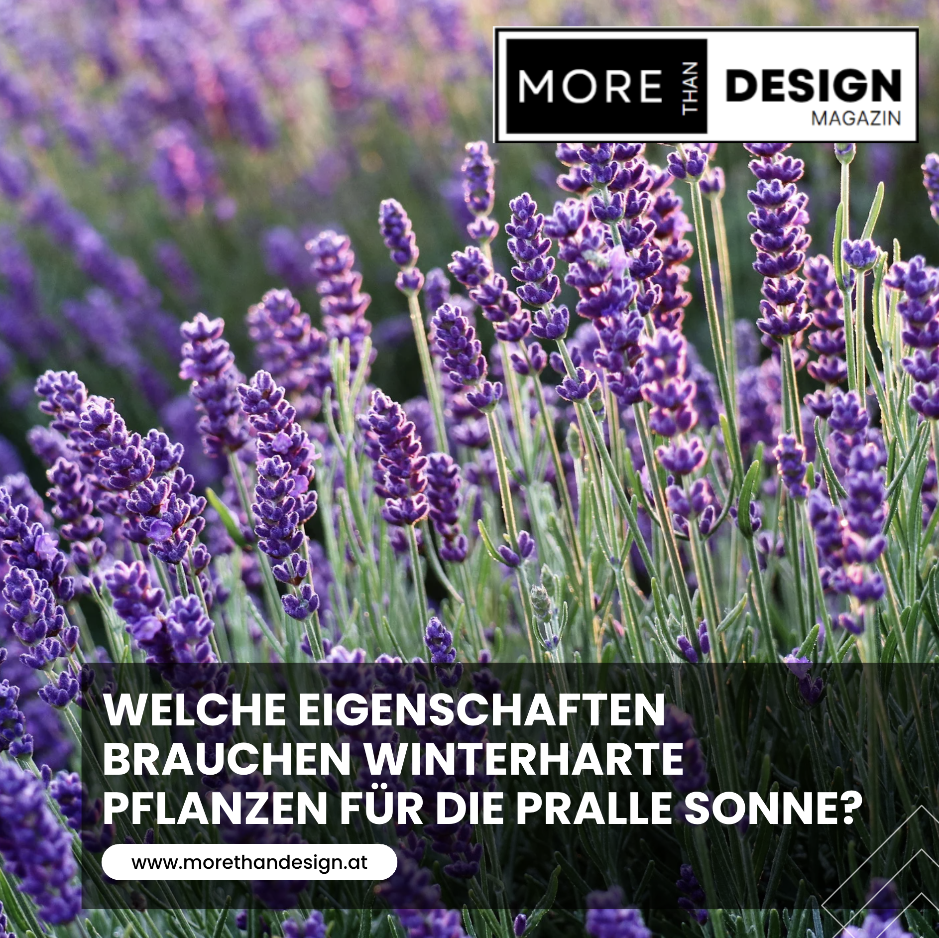 Welche Eigenschaften brauchen winterharte Pflanzen für die pralle Sonne?