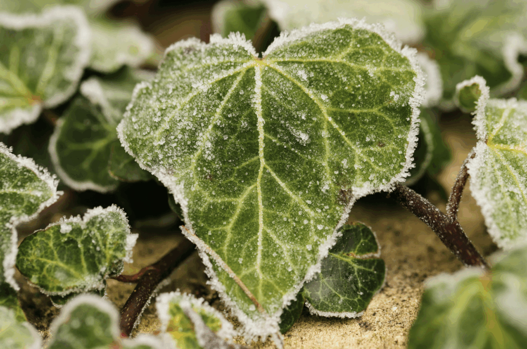 Winterharte Pflanzen für die pralle Sonne