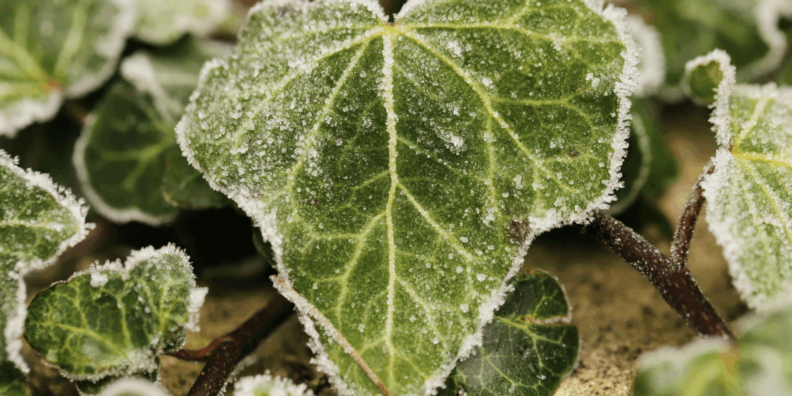 Winterharte Pflanzen für die pralle Sonne