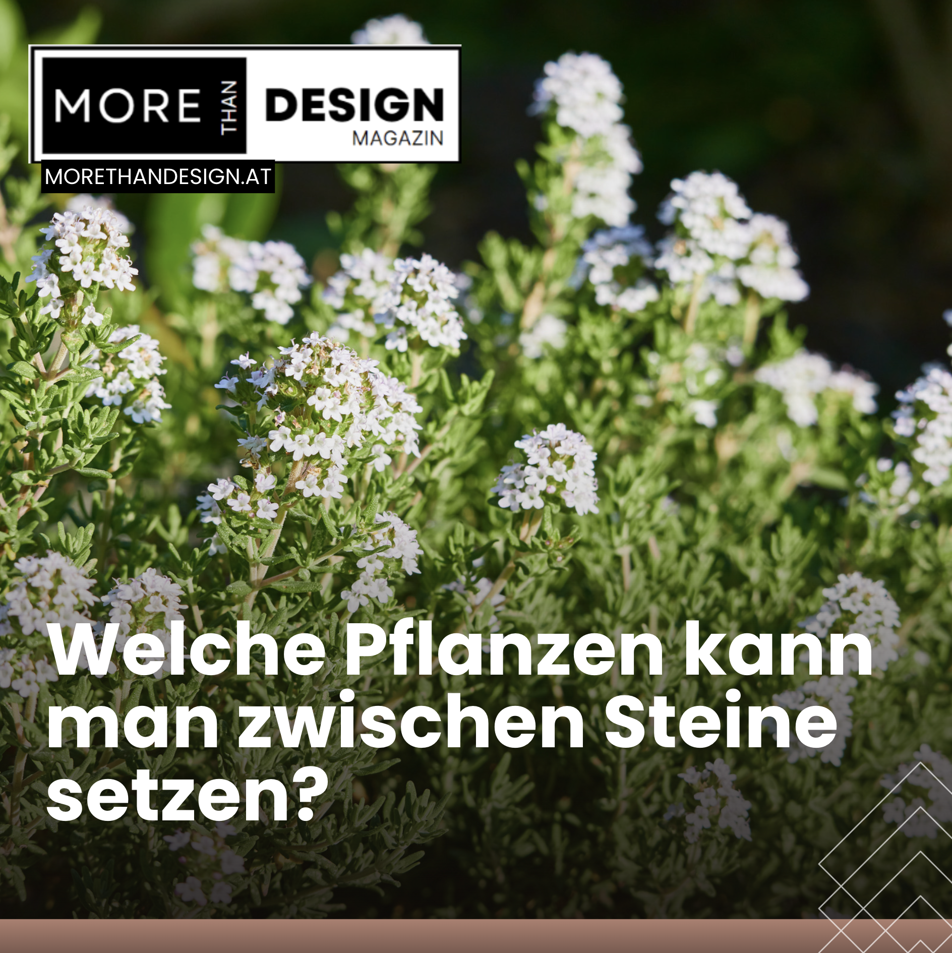Welche Pflanzen kann man zwischen Steine setzen? Welche Pflanzen kann man zwischen Steine setzen?