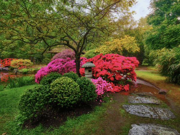 Farbe und Leben im Garten