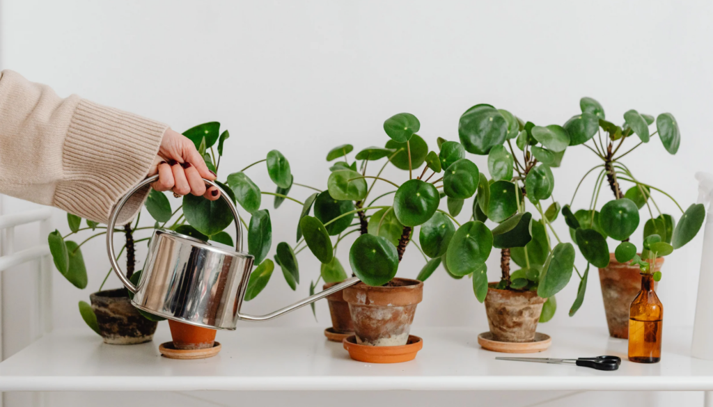 Welche Pflanzen mit Milch düngen Natürliche Pflege mit einem alten Hausmittel