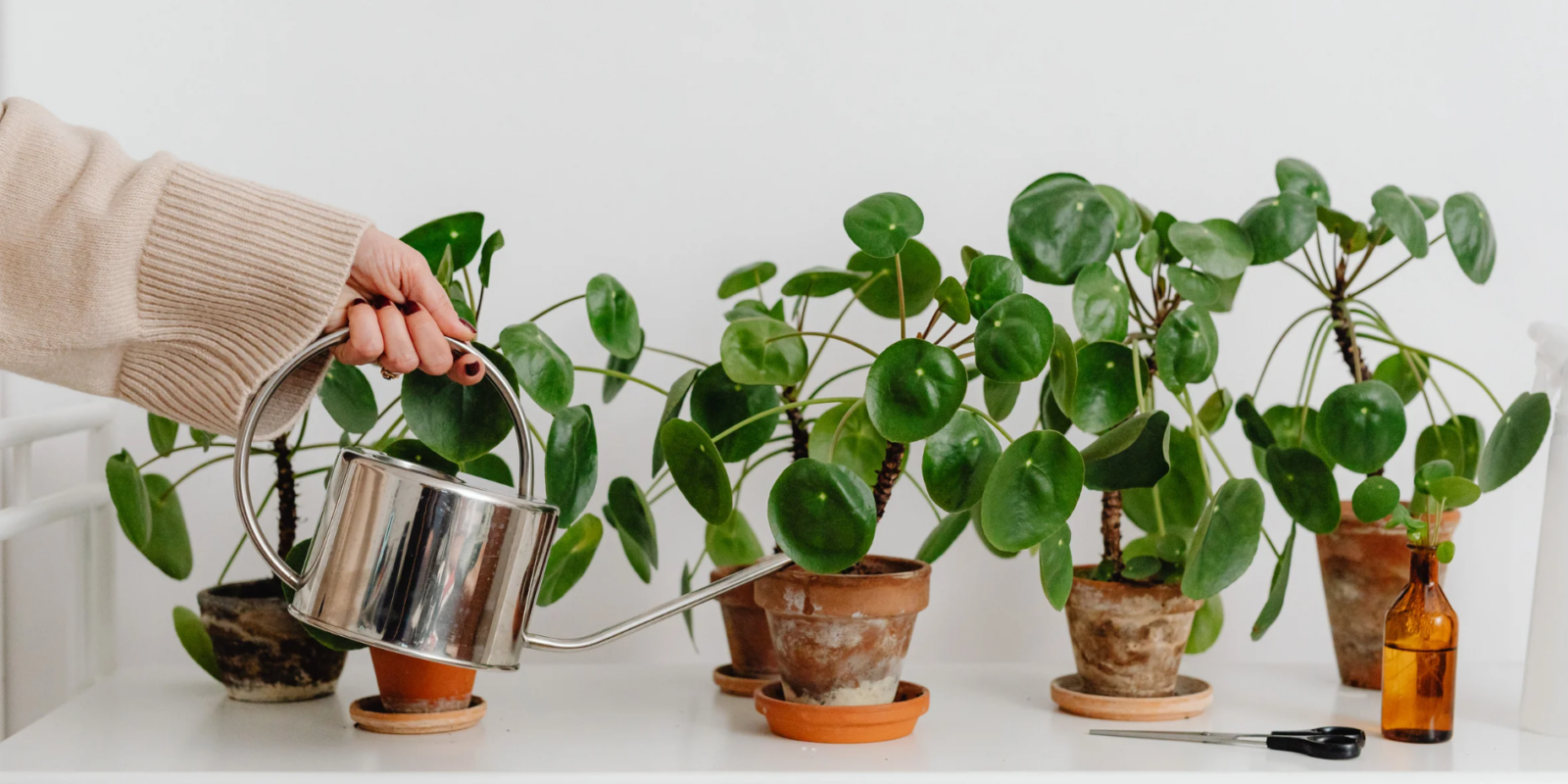 Welche Pflanzen mit Milch düngen Natürliche Pflege mit einem alten Hausmittel