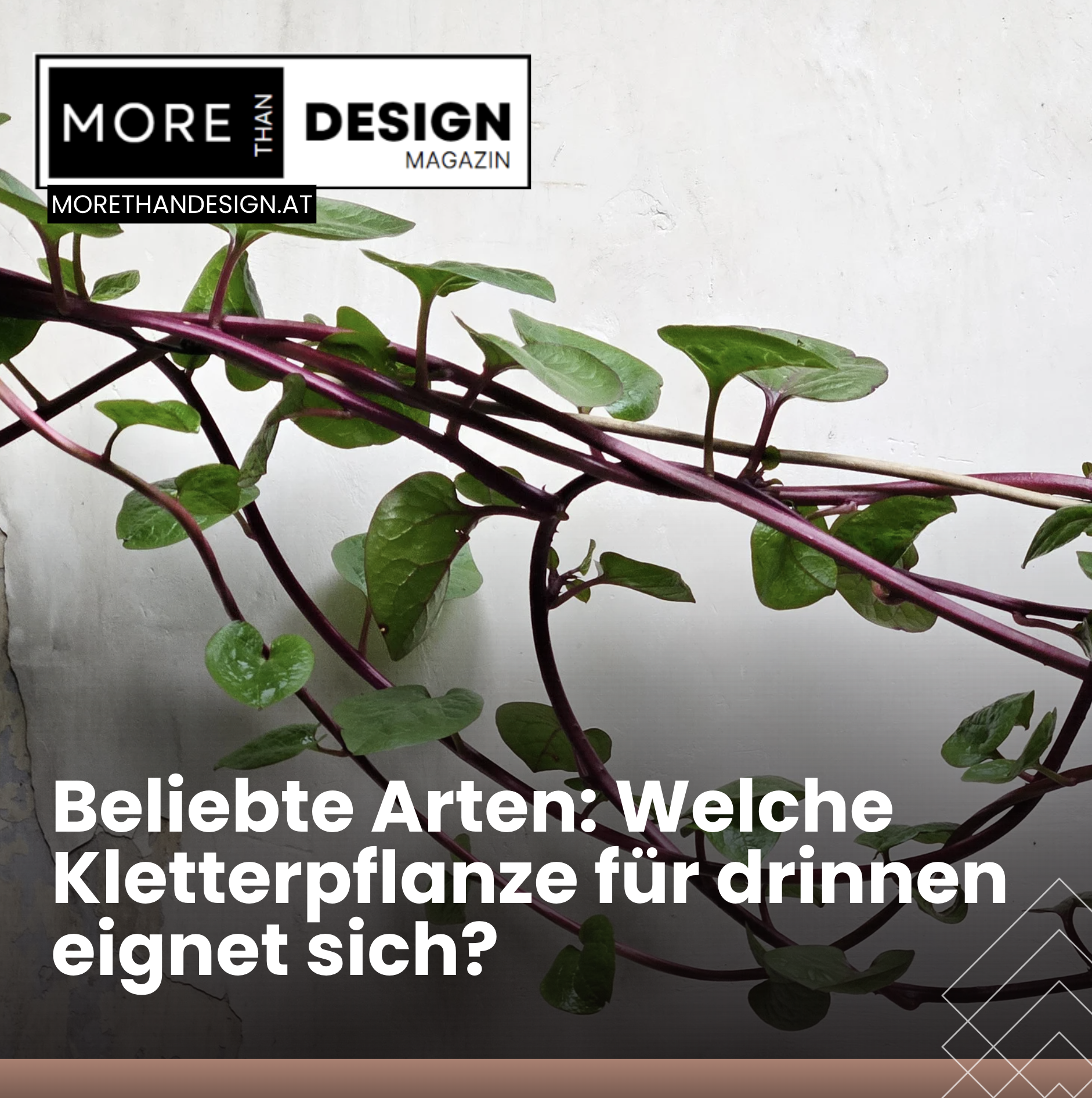Beliebte Arten: Welche Kletterpflanze für drinnen eignet sich? Beliebte Arten: Welche Kletterpflanze für drinnen eignet sich?