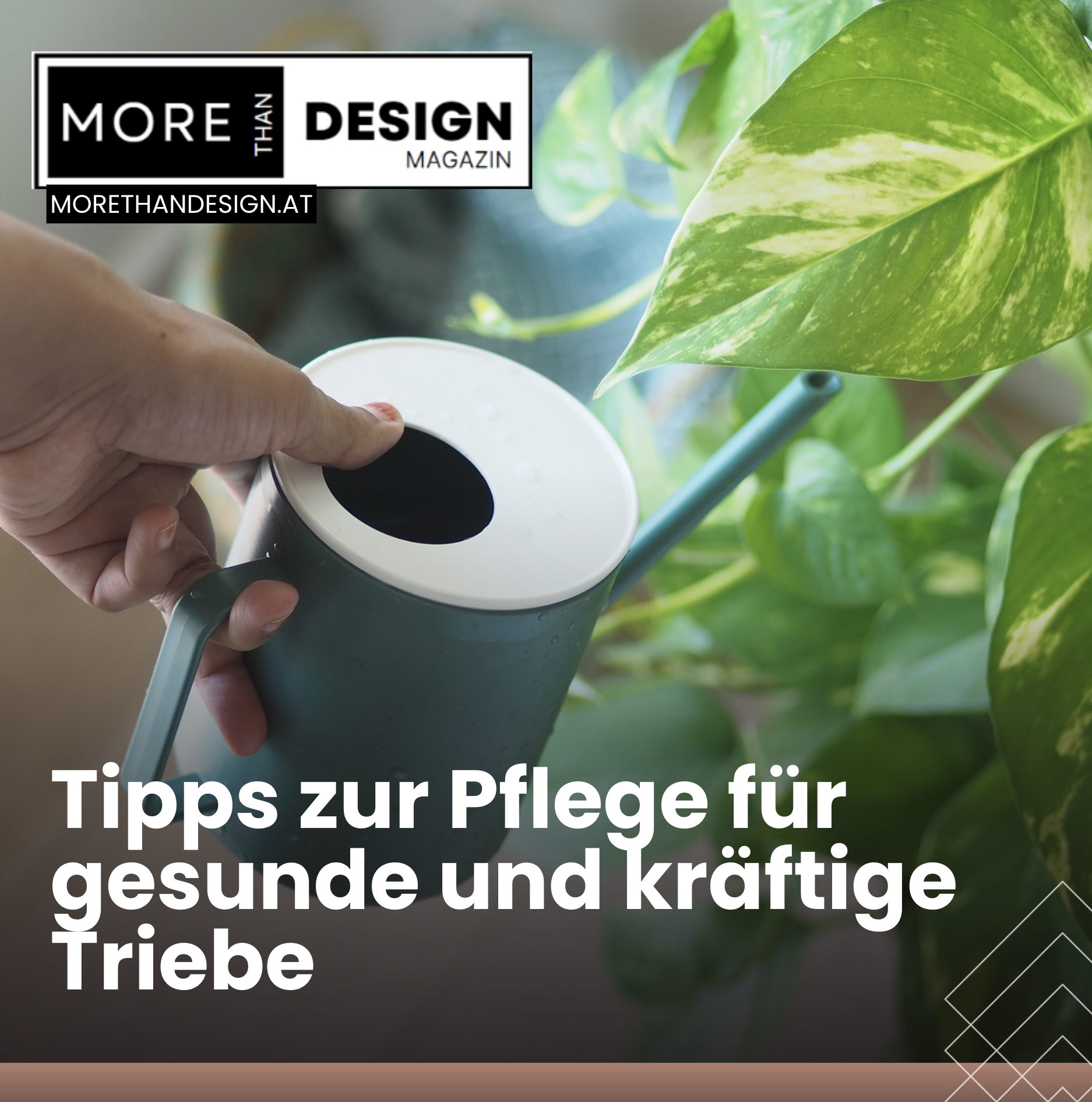 Kletterpflanze für drinnen: Tipps zur Pflege für gesunde und kräftige Triebe Kletterpflanze für drinnen: Tipps zur Pflege für gesunde und kräftige Triebe