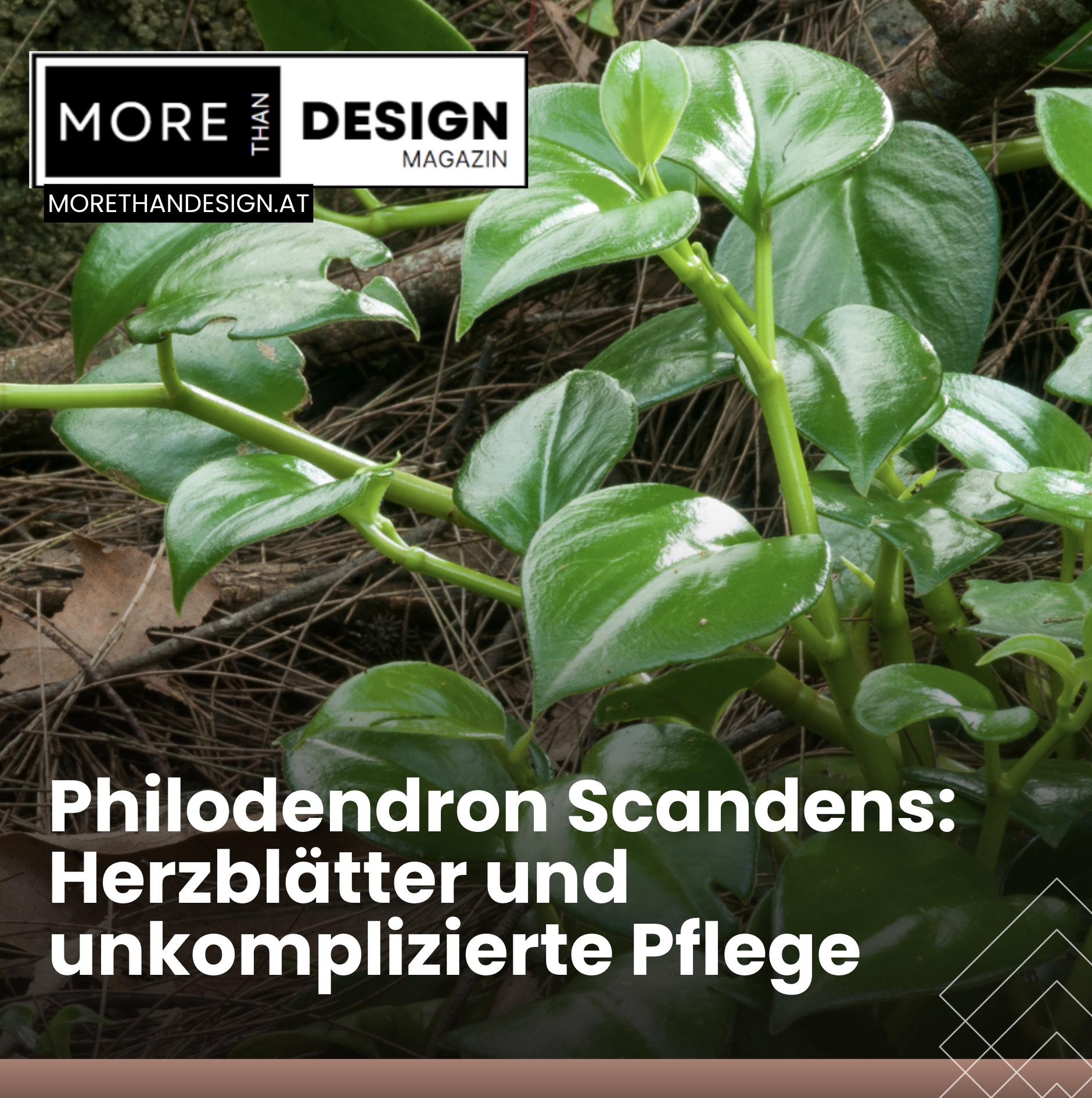 Philodendron Scandens Kletterpflanze für drinnen Philodendron Scandens Kletterpflanze für drinnen