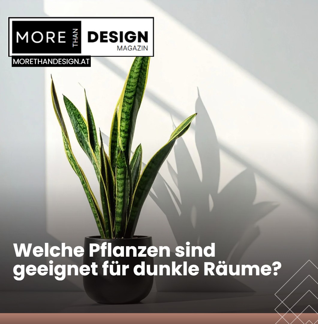 Pflanzen für dunkle Räume Welche Pflanzen sind geeignet für dunkle Räume Pflanzen für dunkle Räume Welche Pflanzen sind geeignet für dunkle Räume