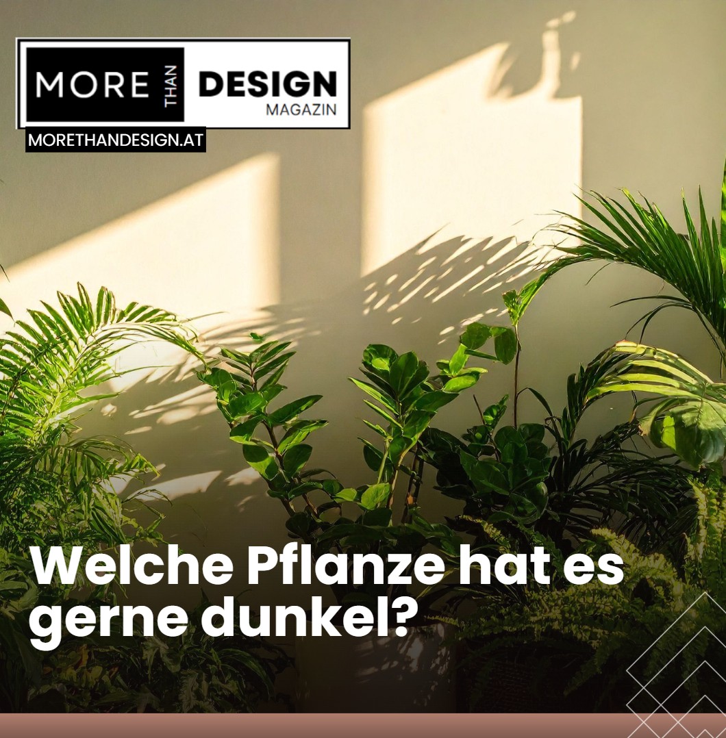 Welche Pflanze hat es gerne dunkel Welche Pflanze hat es gerne dunkel