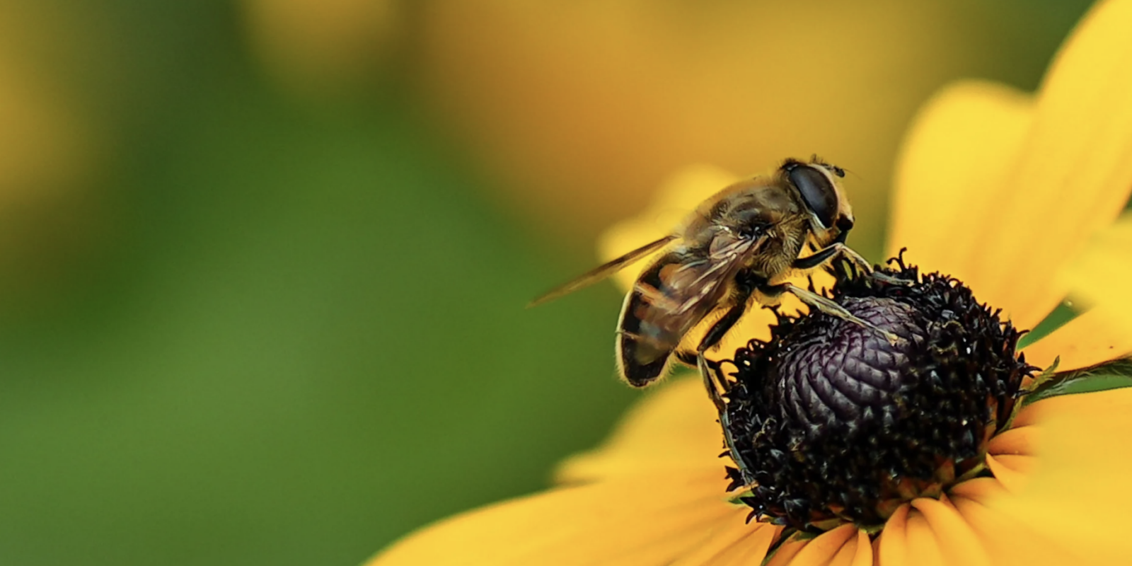 Wunderkammer Cosmetics