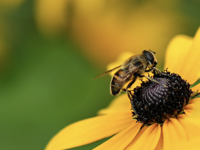 Wunderkammer Cosmetics