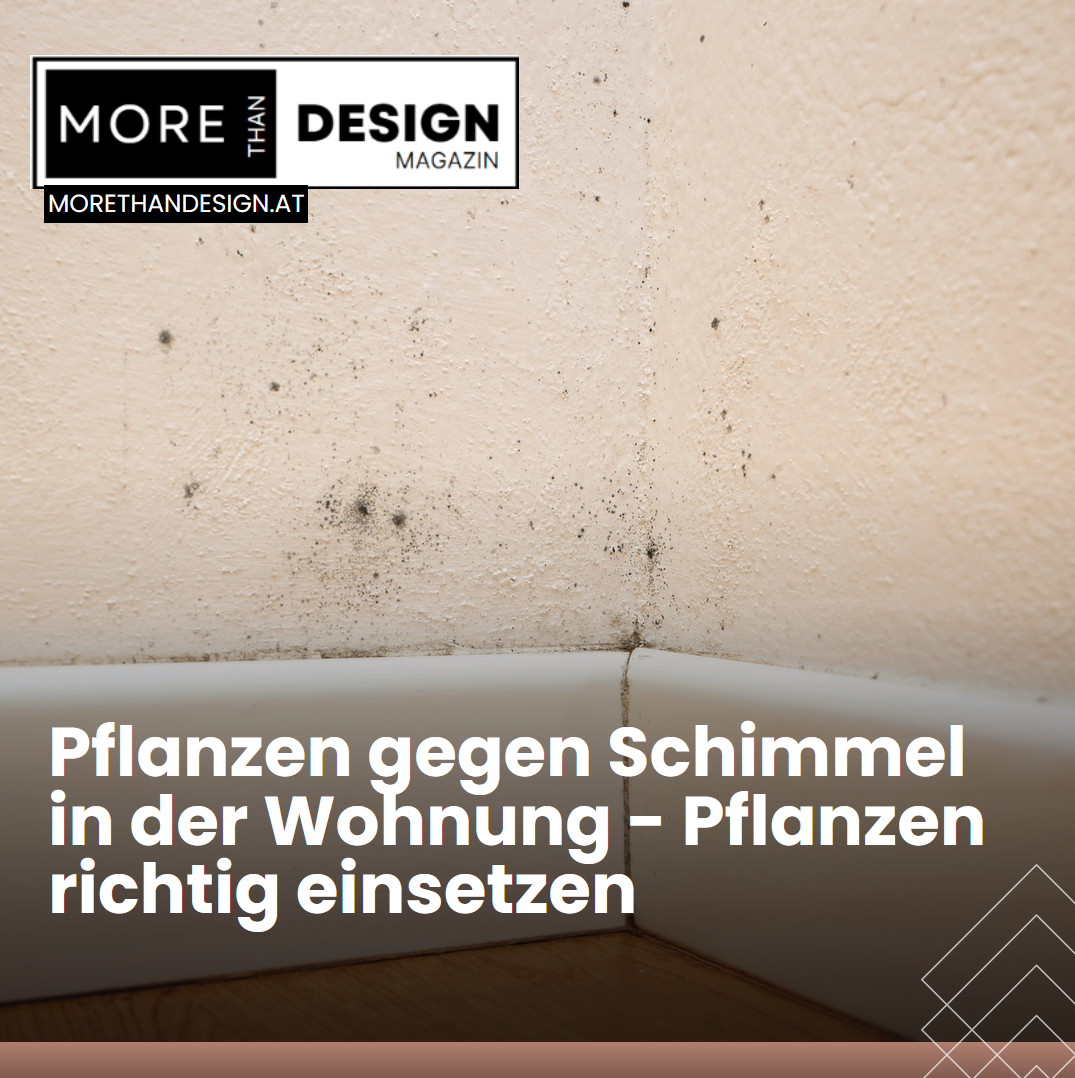 Pflanzen gegen Schimmel in der Wohnung - Pflanzen richtig einsetzen Pflanzen gegen Schimmel in der Wohnung - Pflanzen richtig einsetzen