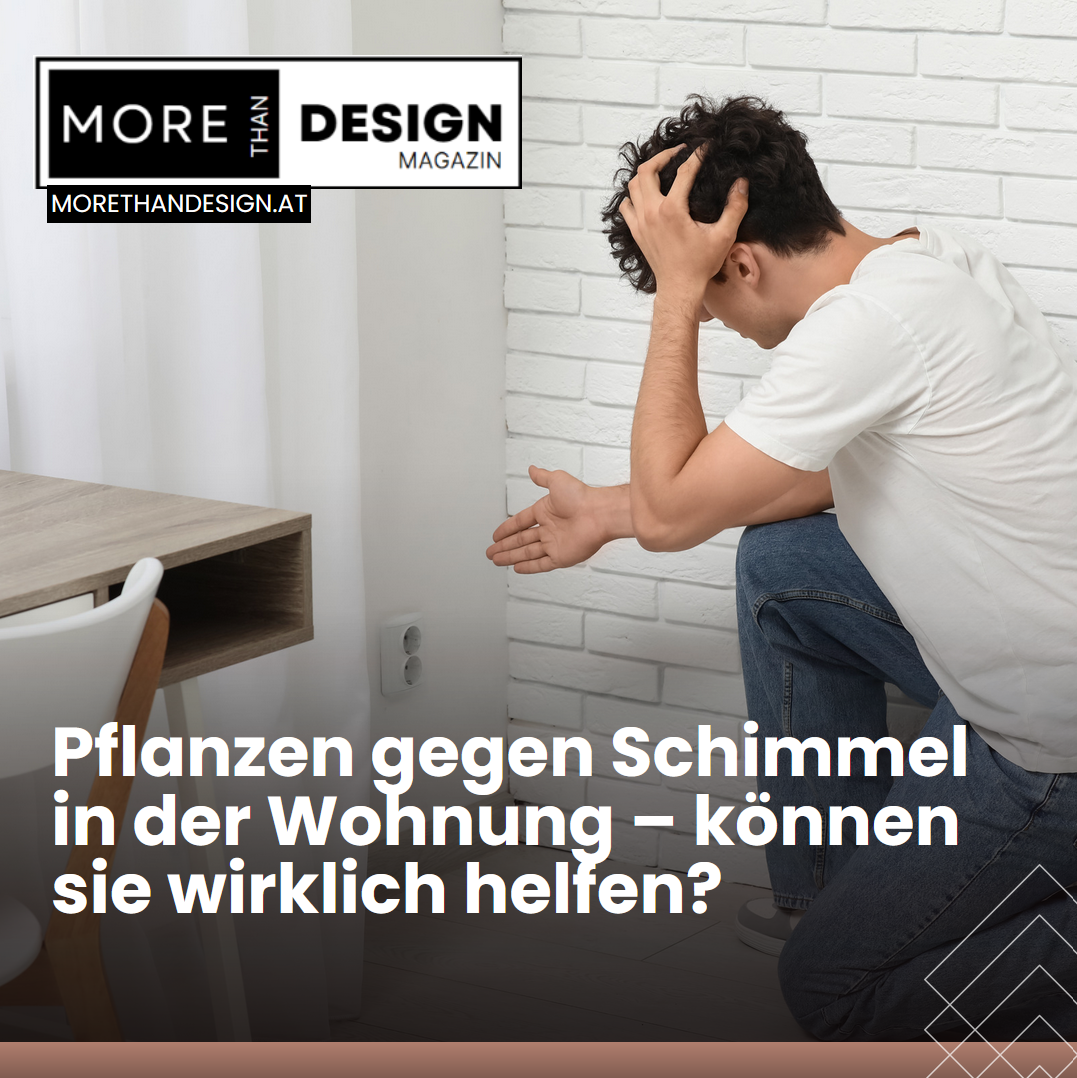 Pflanzen gegen Schimmel in der Wohnung – können sie wirklich helfen? Pflanzen gegen Schimmel in der Wohnung – können sie wirklich helfen?
