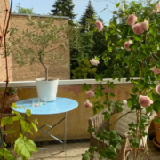 Robuste Balkonpflanzen für Sonne und Wind
