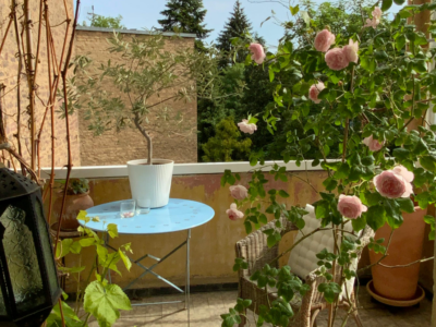Robuste Balkonpflanzen für Sonne und Wind