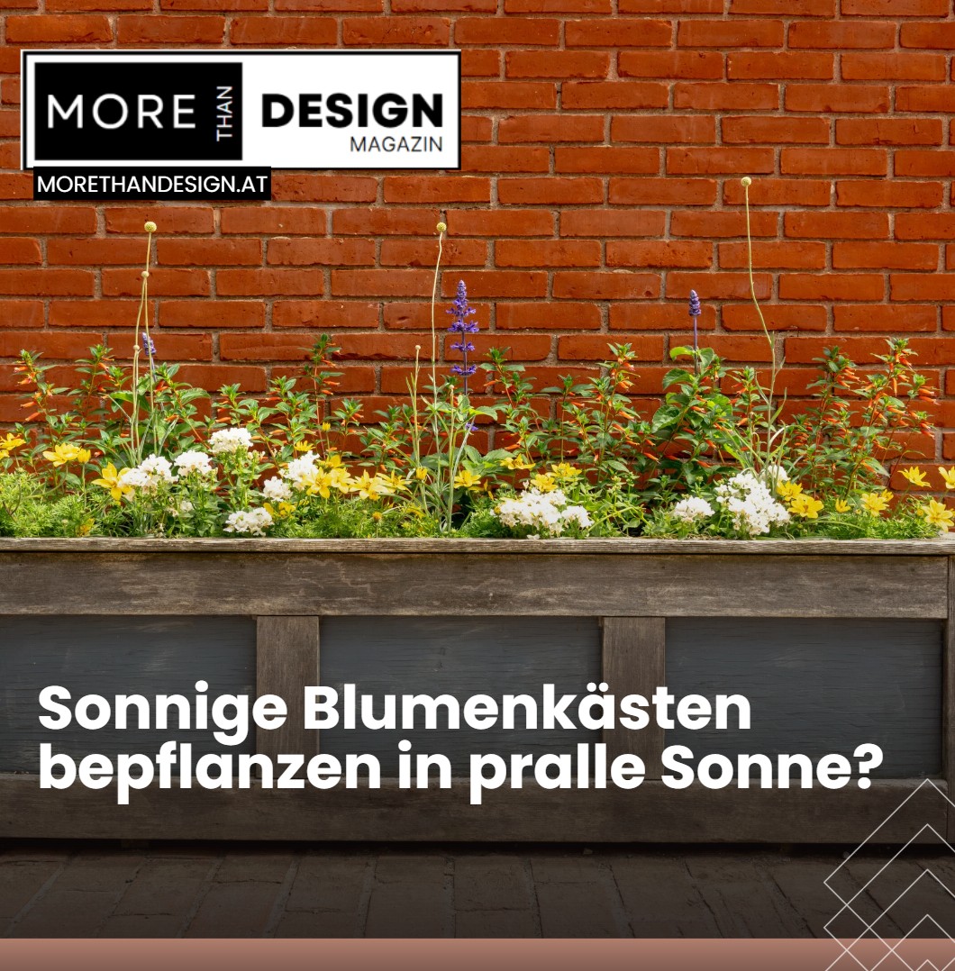 Sonnige Blumenkästen bepflanzen in pralle Sonne Eine Sortenübersicht