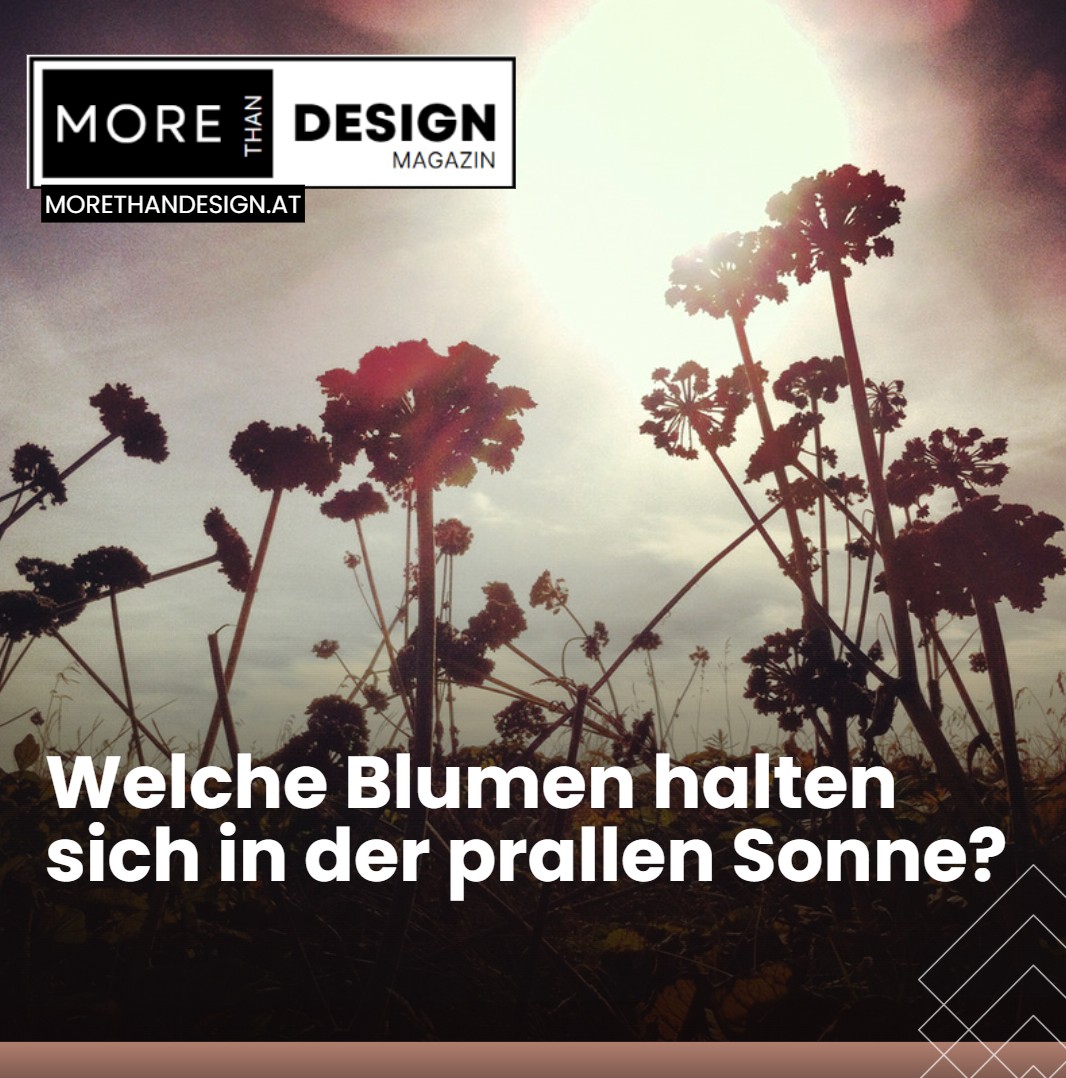 Welche Blumen halten sich in der prallen Sonne