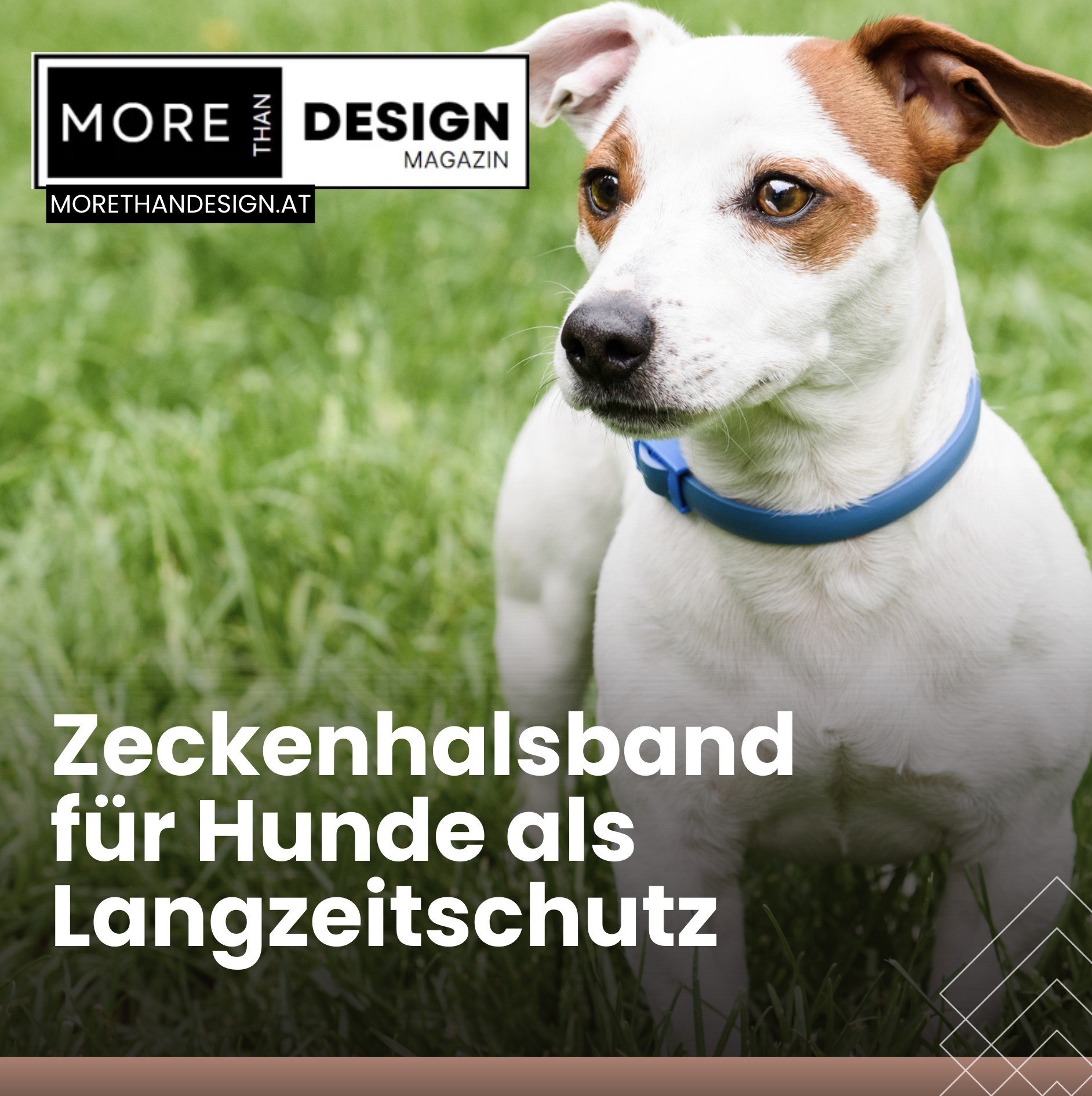 Das beste Mittel gegen Zecken bei Hunden Zeckenhalsband Das beste Mittel gegen Zecken bei Hunden Zeckenhalsband