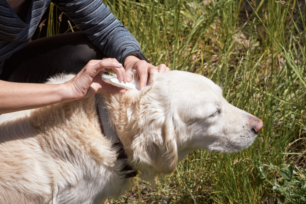 beste Mittel gegen Zecken bei Hunden