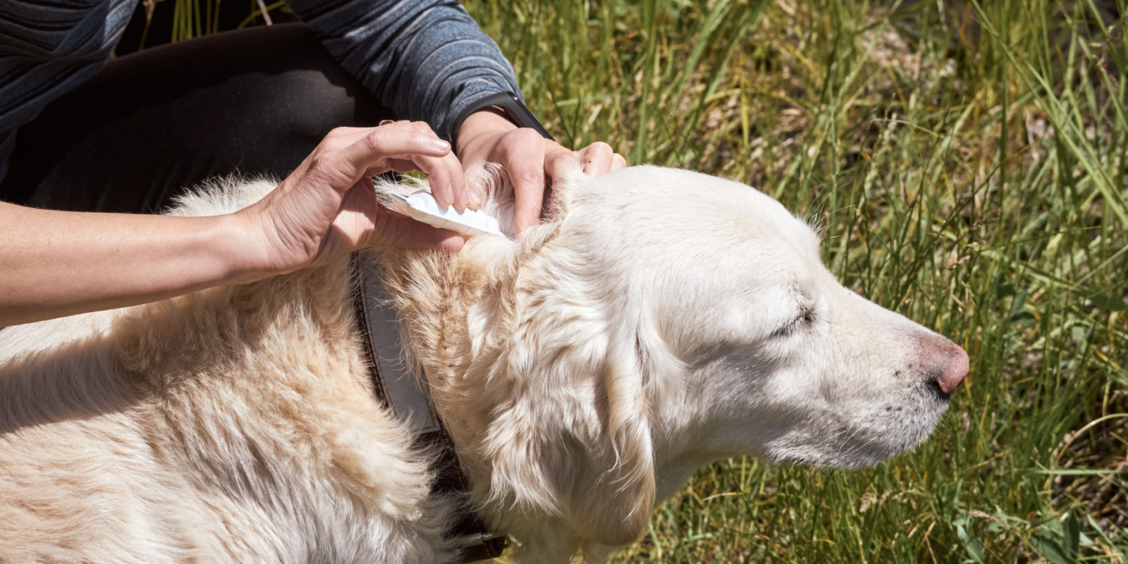 beste Mittel gegen Zecken bei Hunden