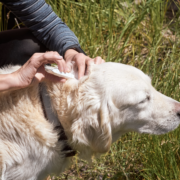 beste Mittel gegen Zecken bei Hunden