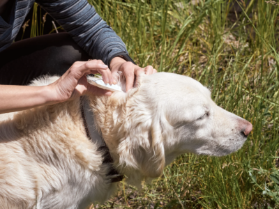 beste Mittel gegen Zecken bei Hunden