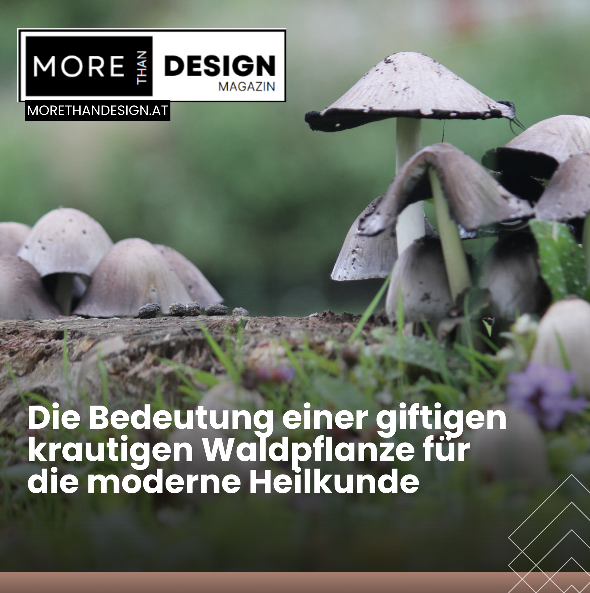 Die Bedeutung einer giftigen krautigen Waldpflanze für die moderne Heilkunde Die Bedeutung einer giftigen krautigen Waldpflanze für die moderne Heilkunde