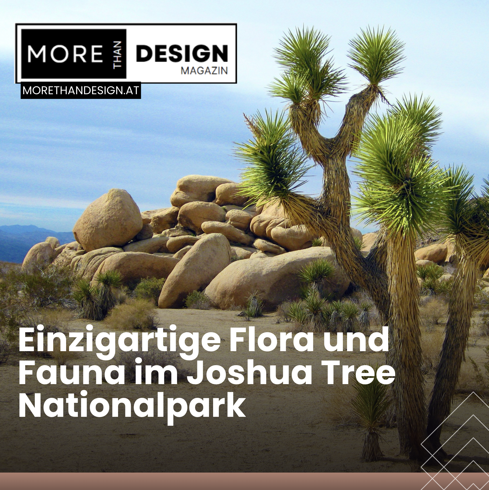 Einzigartige Flora und Fauna im Joshua Tree Nationalpark Einzigartige Flora und Fauna im Joshua Tree Nationalpark