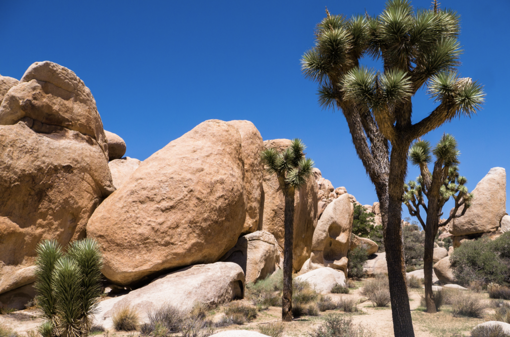Joshua Tree National Park Sehenswürdigkeiten