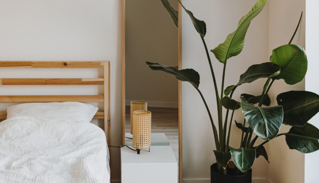 Welche Pflanzen sind gut fürs Schlafzimmer Die besten Arten für erholsamen Schlaf