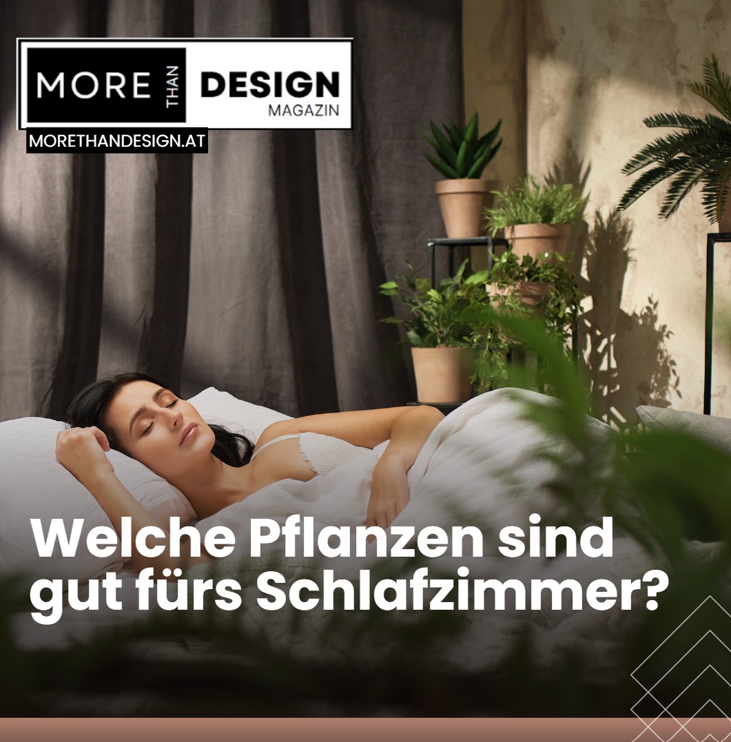 Welche Pflanzen sind gut fürs Schlafzimmer Die besten Schlafzimmerpflanzen im Überblick Welche Pflanzen sind gut fürs Schlafzimmer Die besten Schlafzimmerpflanzen im Überblick