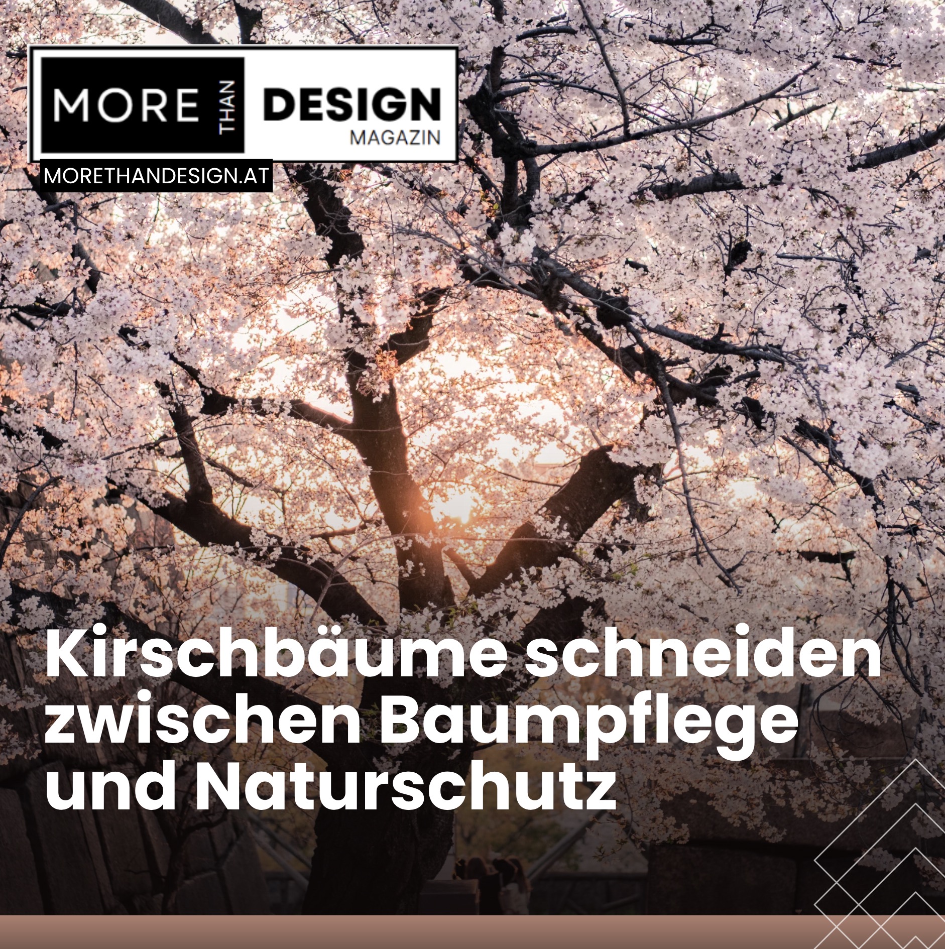 Kirschbäume schneiden zwischen Baumpflege und Naturschutz Kirschbäume schneiden zwischen Baumpflege und Naturschutz