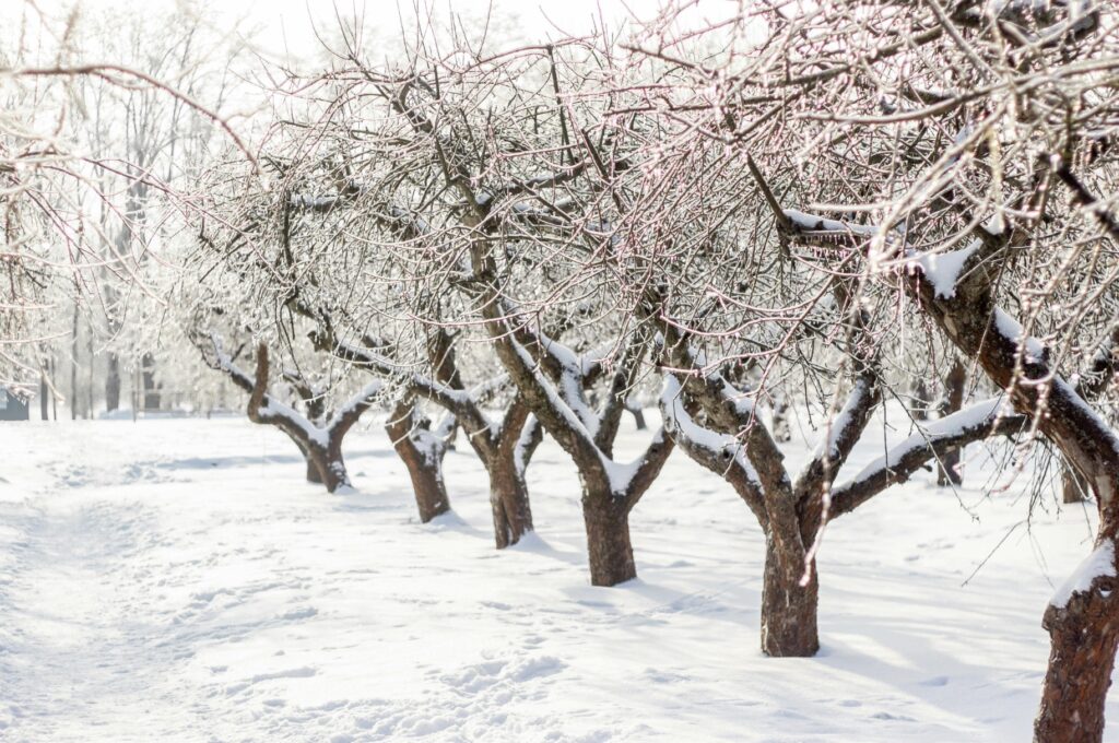 Kirschbaum schneiden im Winter