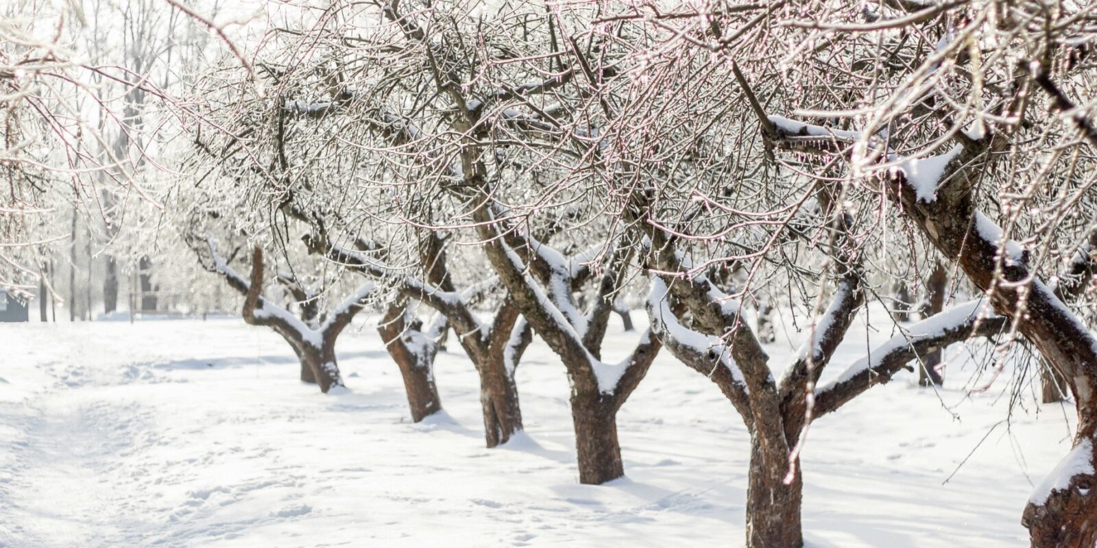 Kirschbaum schneiden im Winter