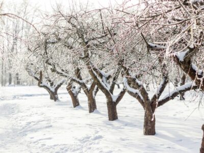 Kirschbaum schneiden im Winter