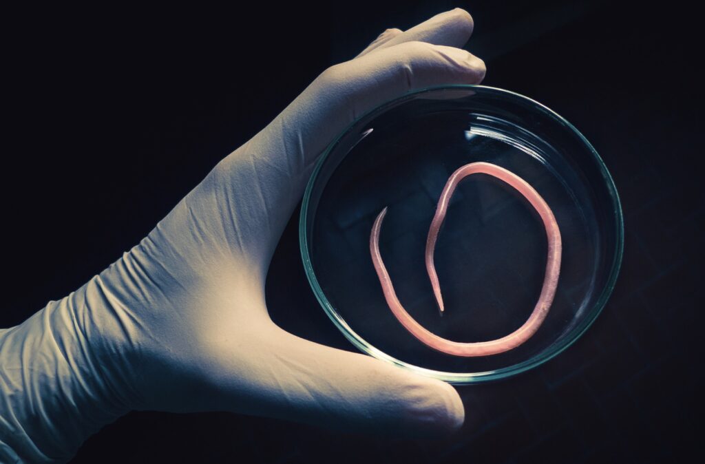 Parasiten im Körper - Symptome bei Frauen