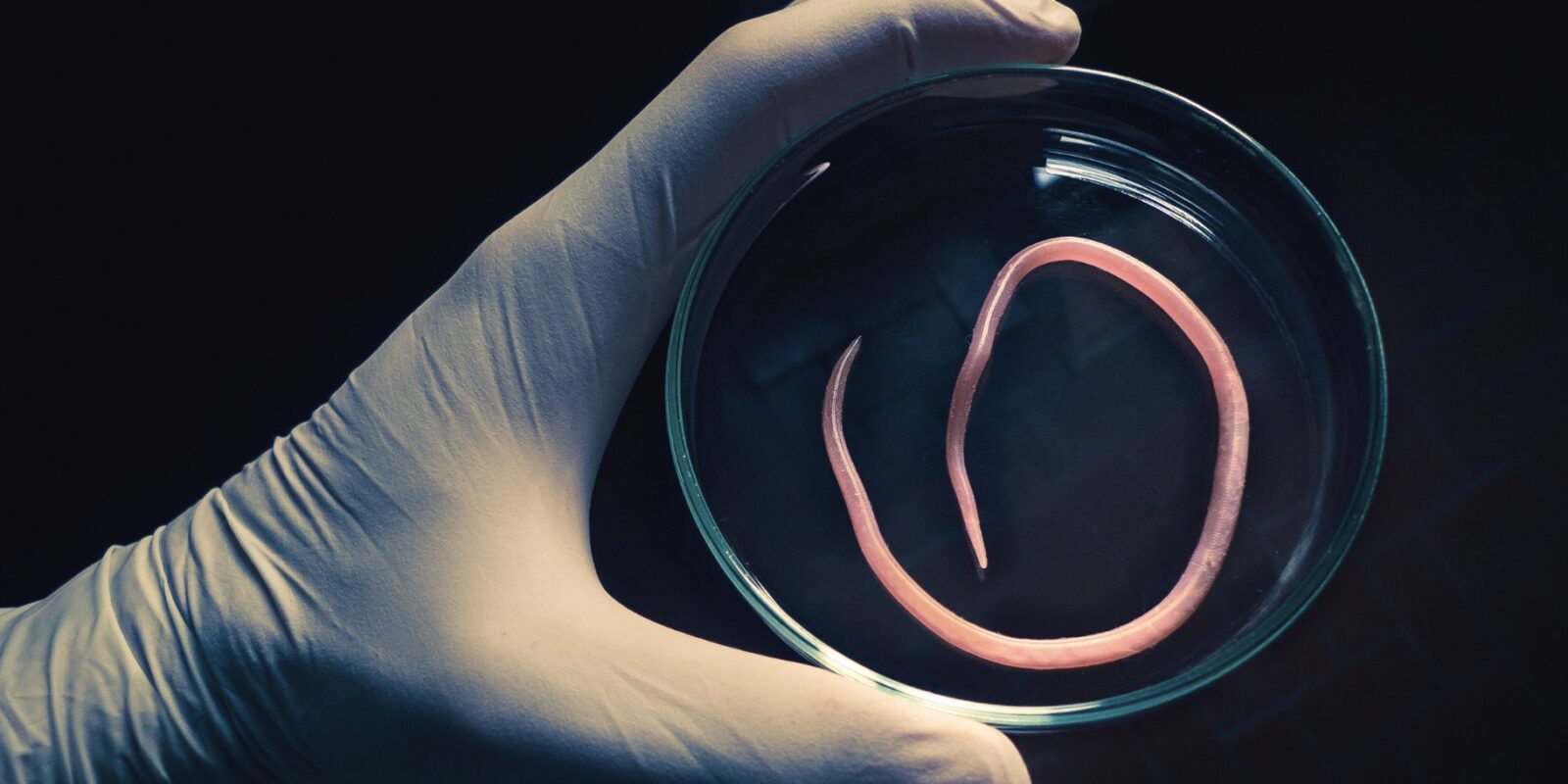 Parasiten im Körper - Symptome bei Frauen