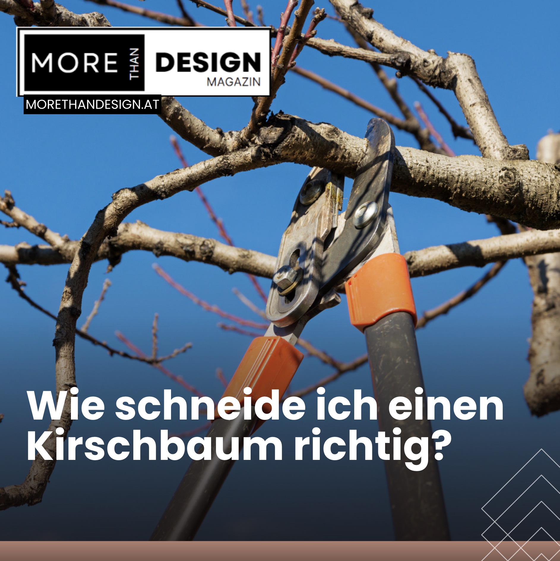 Wie schneide ich einen Kirschbaum richtig? Wie schneide ich einen Kirschbaum richtig?